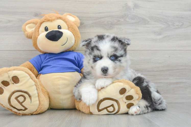 Best Pomsky Baby