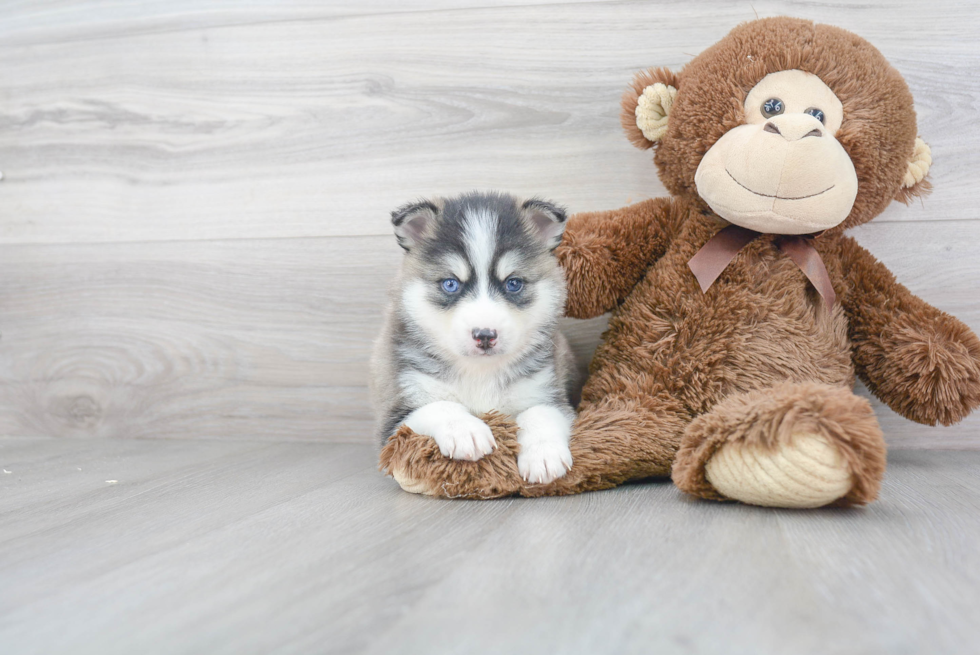 Pomsky Puppy for Adoption