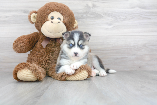 Pomsky Puppy for Adoption