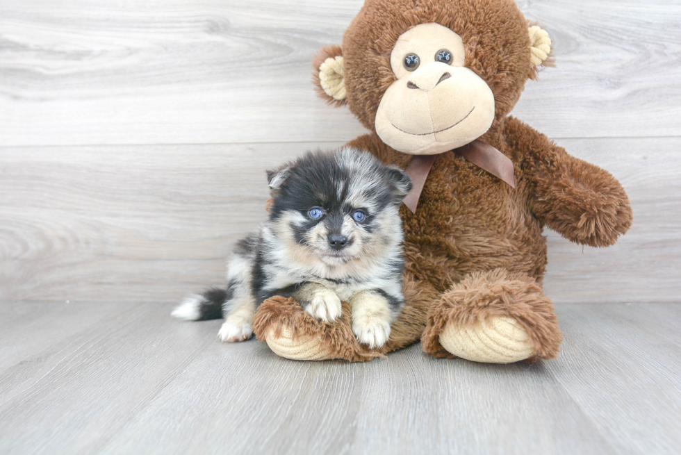 Pomsky Pup Being Cute