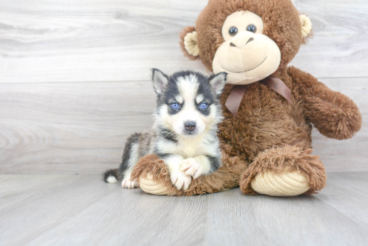 Friendly Pomsky Baby