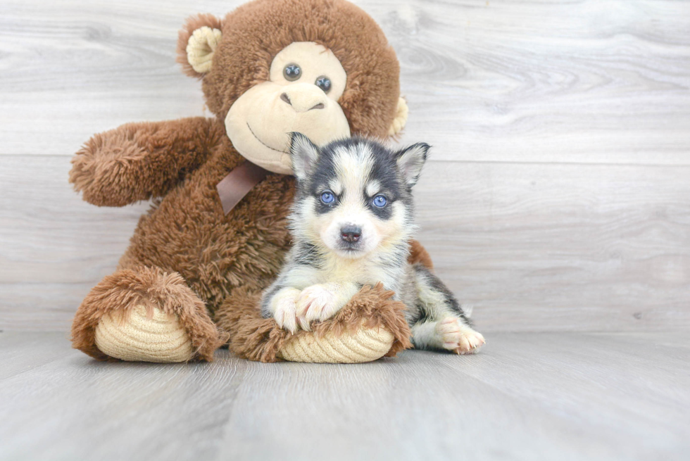 Adorable Mini Husky Designer Puppy