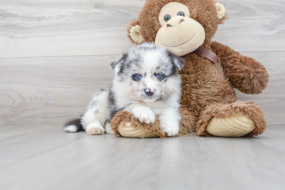 Hypoallergenic Mini Husky Designer Puppy