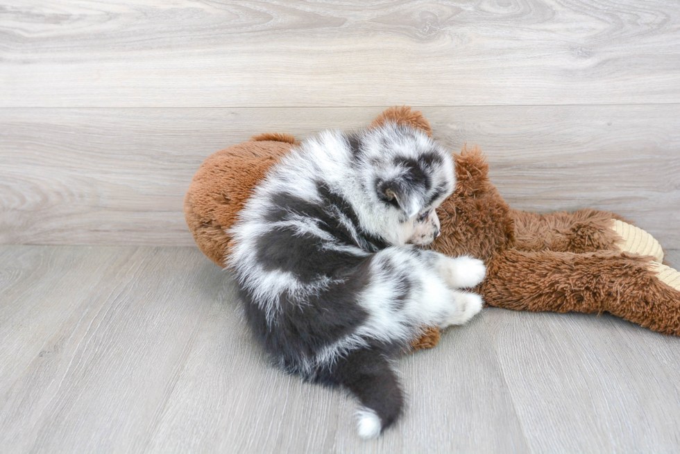 Smart Pomsky Designer Pup