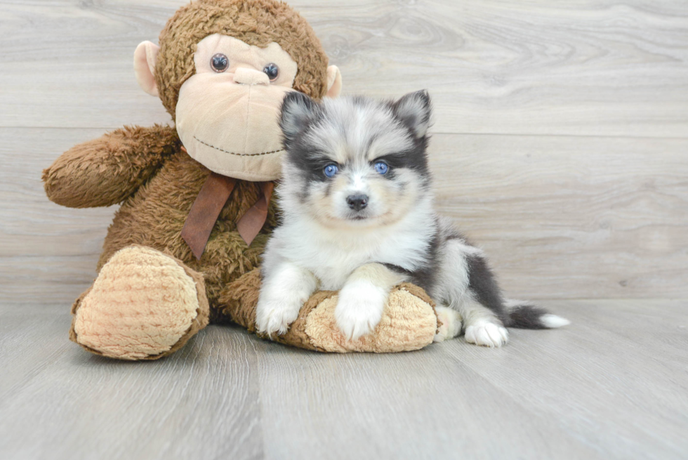 Little Mini Husky Designer Puppy