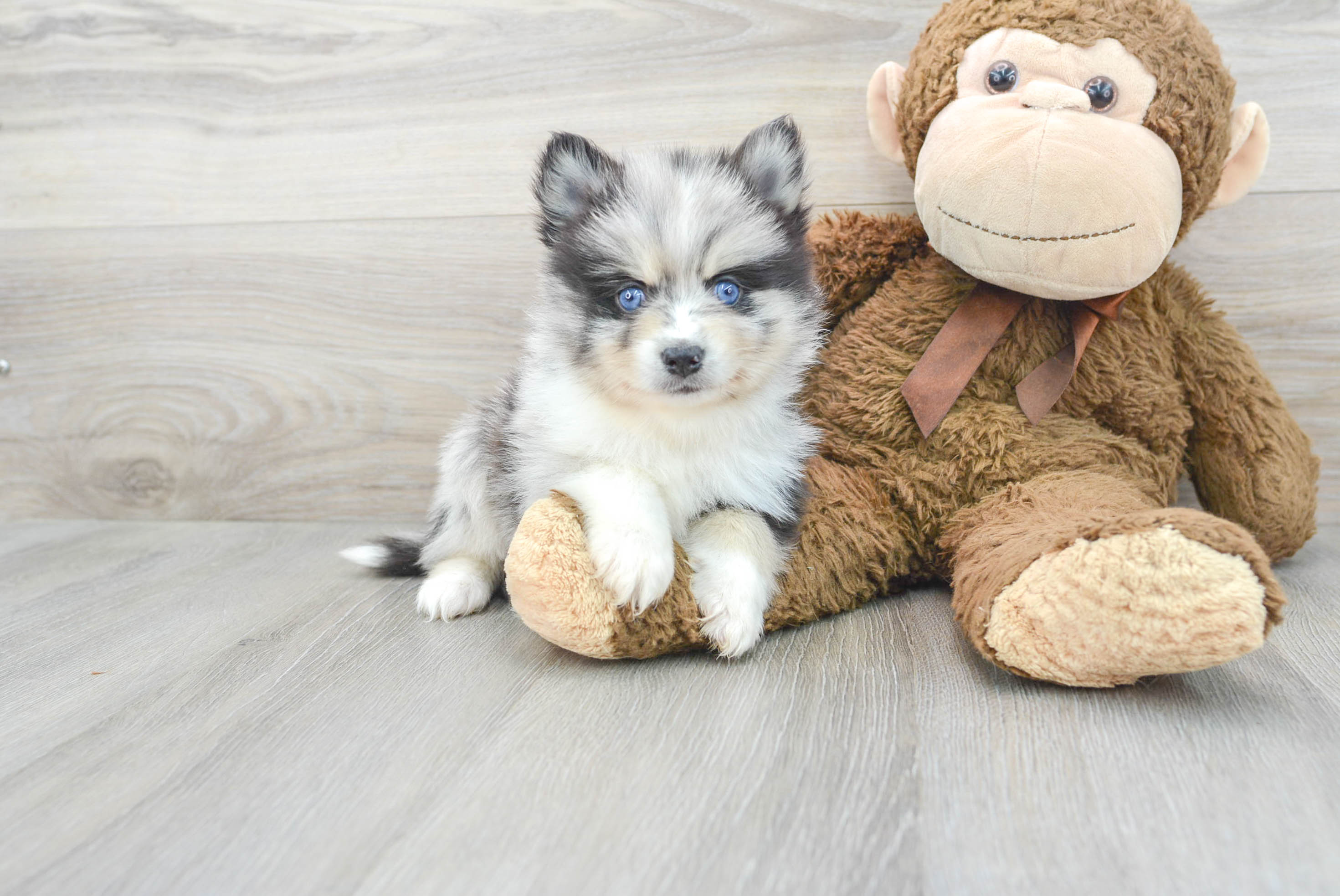 Pomsky Puppy for Adoption