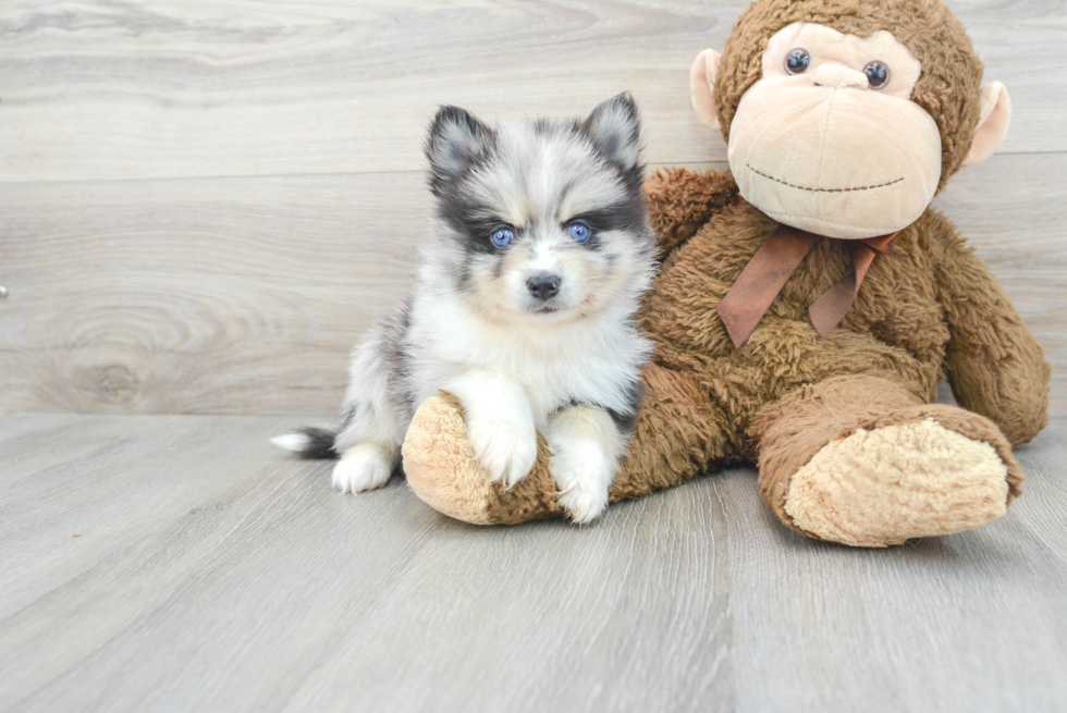 Pomsky Puppy for Adoption