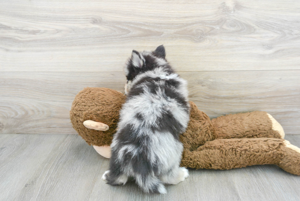 Small Pomsky Baby