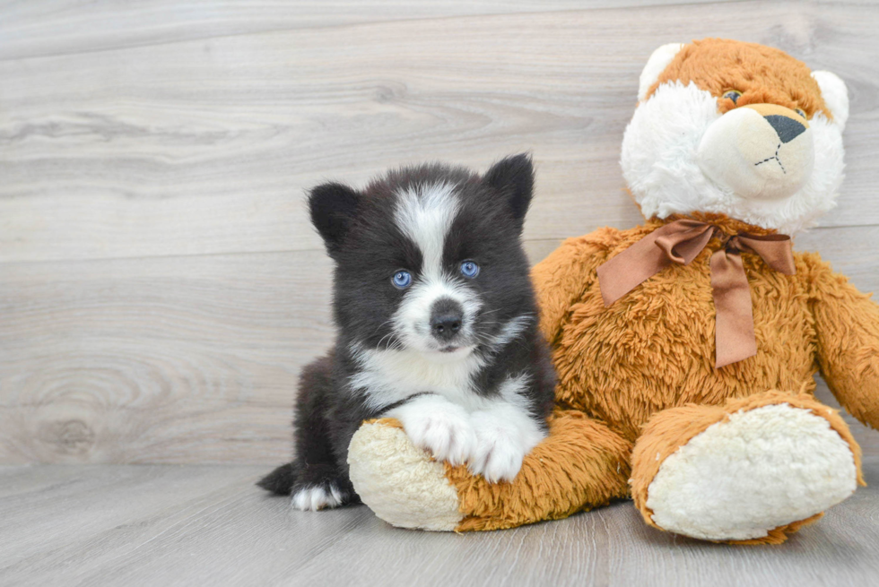 Petite Pomsky Designer Pup