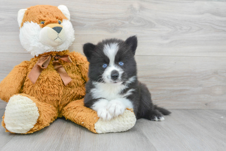 Small Pomsky Baby