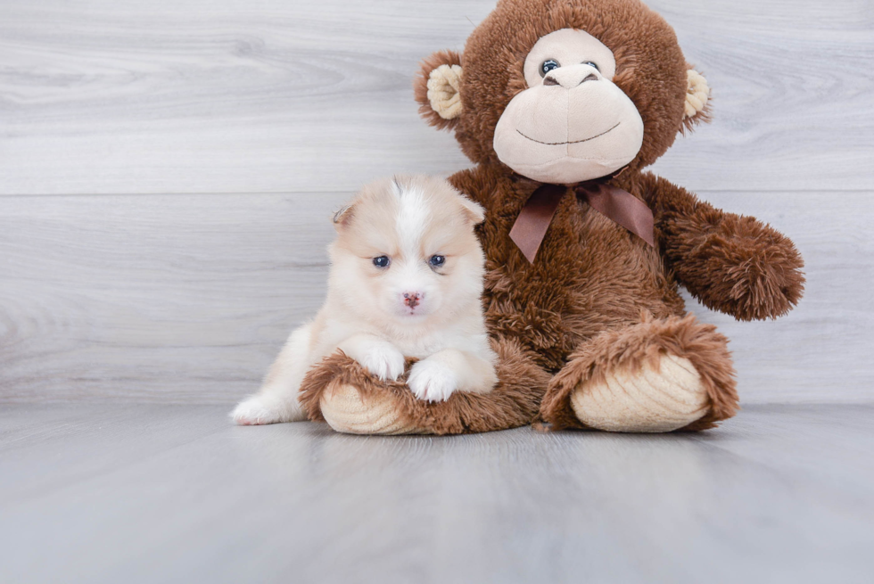 Playful Mini Husky Designer Puppy