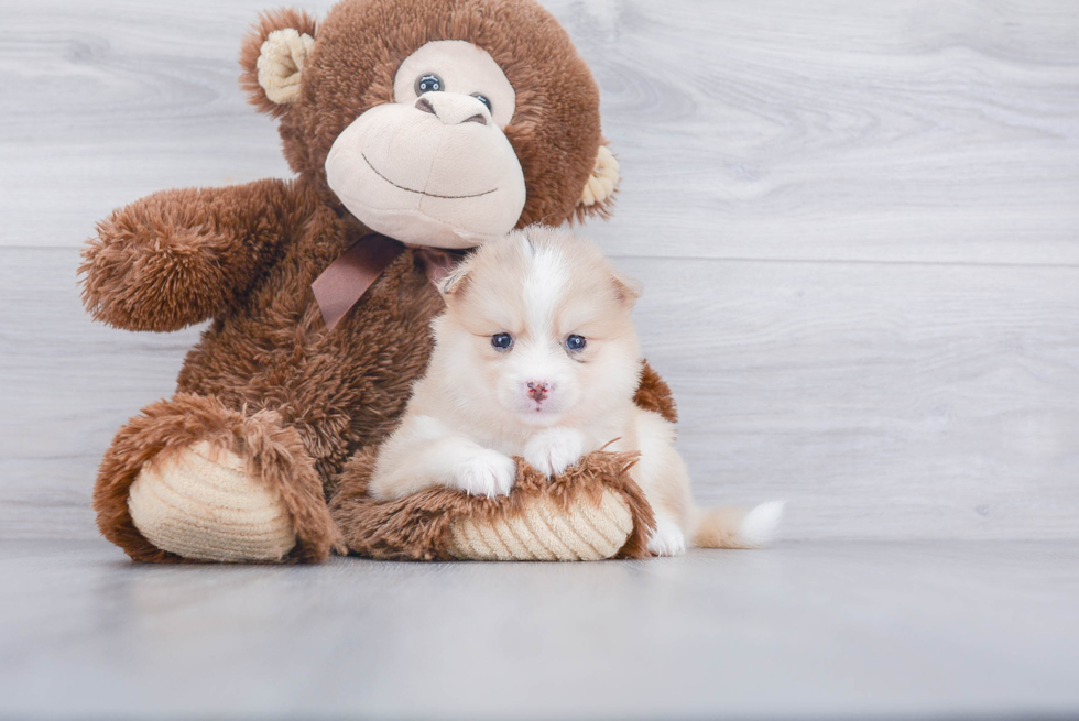 Best Pomsky Baby