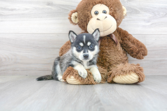 Pomsky Pup Being Cute