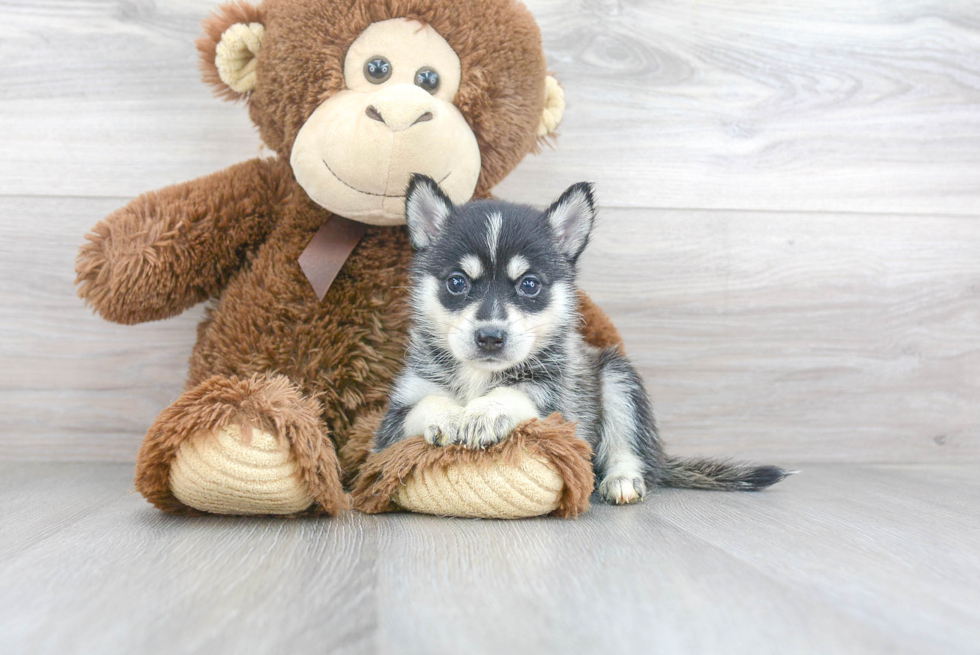 Pomsky Puppy for Adoption