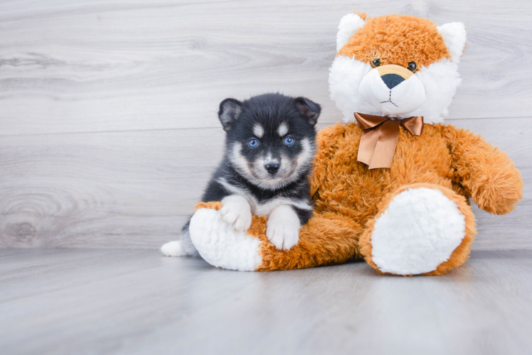 Happy Pomsky Baby