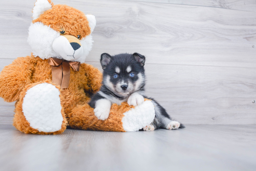 Pomsky Pup Being Cute