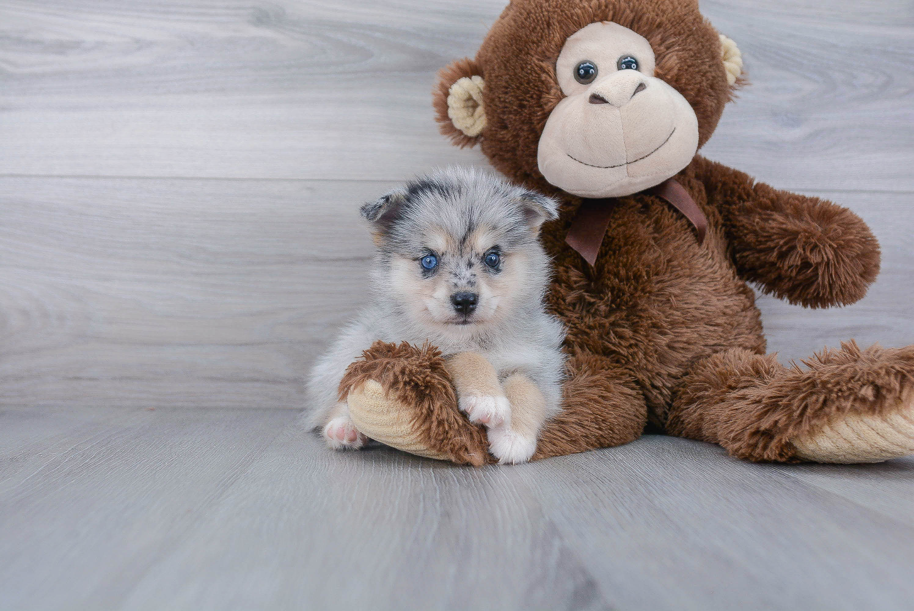 Fluffy Pomsky Designer Pup