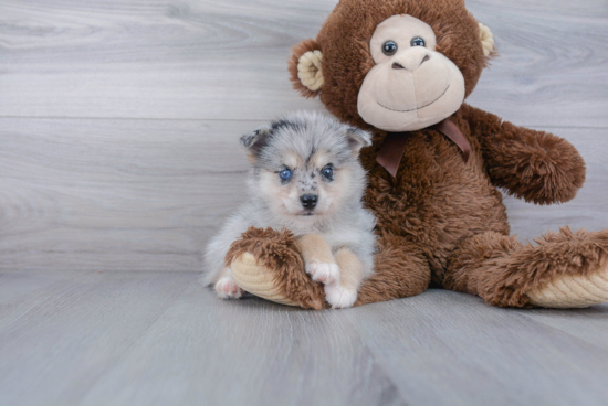 Fluffy Pomsky Designer Pup