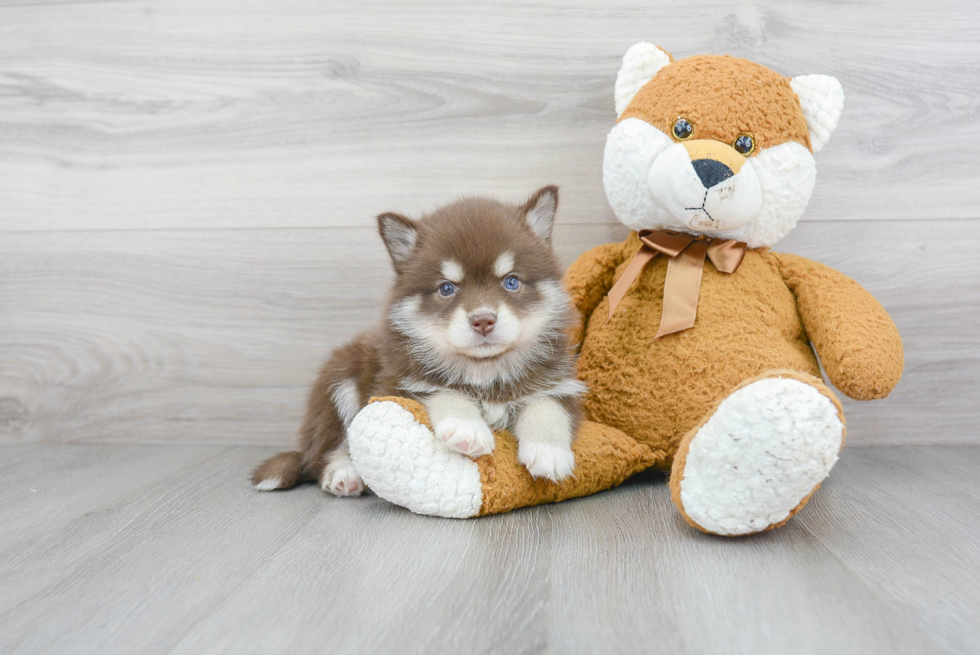 Pomsky Pup Being Cute