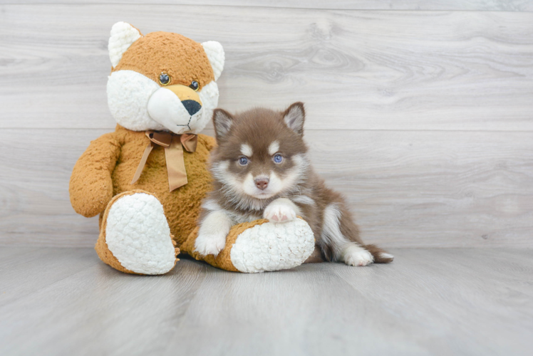 Cute Pomsky Baby