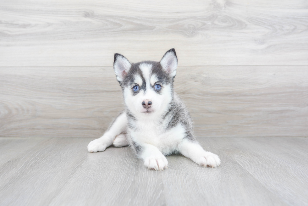 Sweet Pomsky Baby