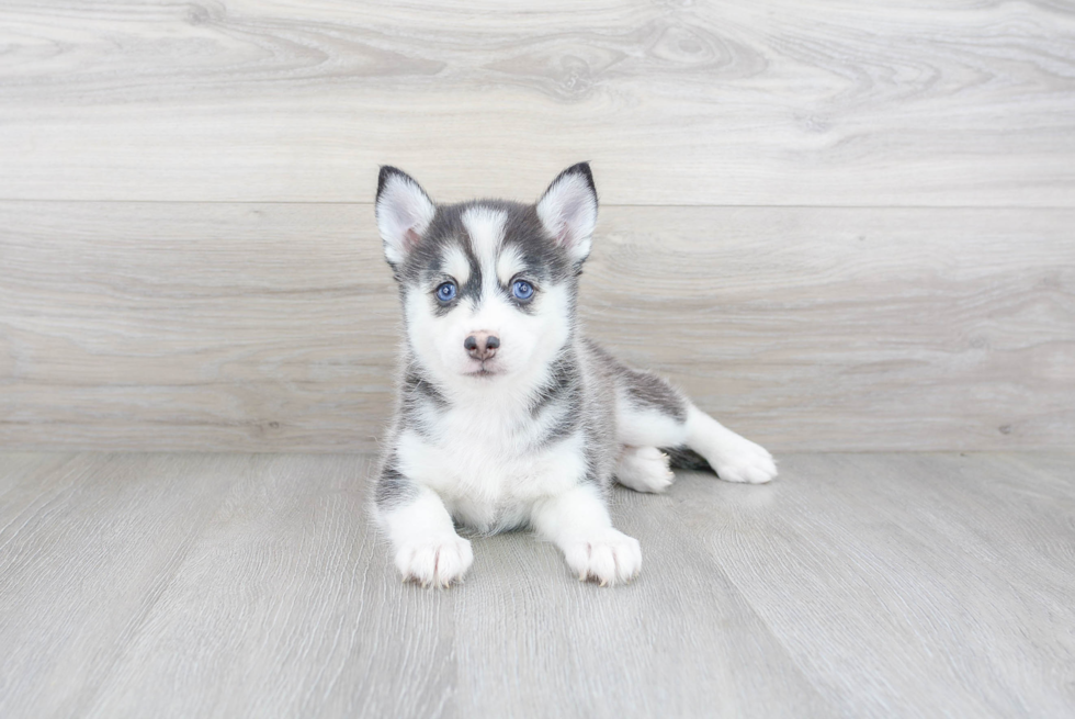 Best Pomsky Baby