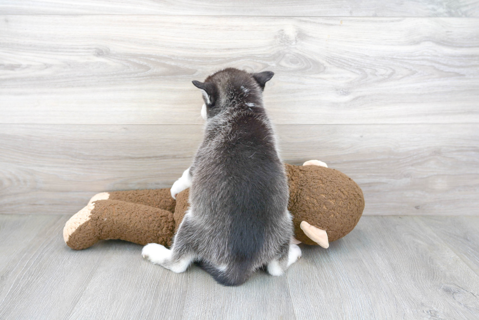 Pomsky Pup Being Cute