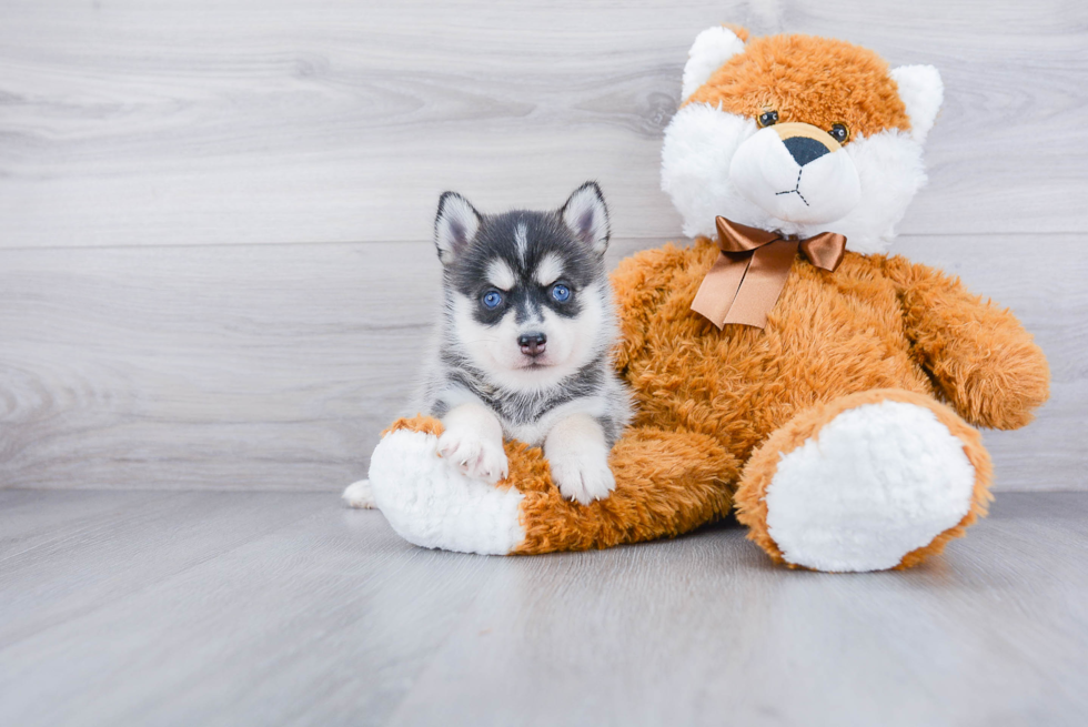 Funny Pomsky Designer Pup