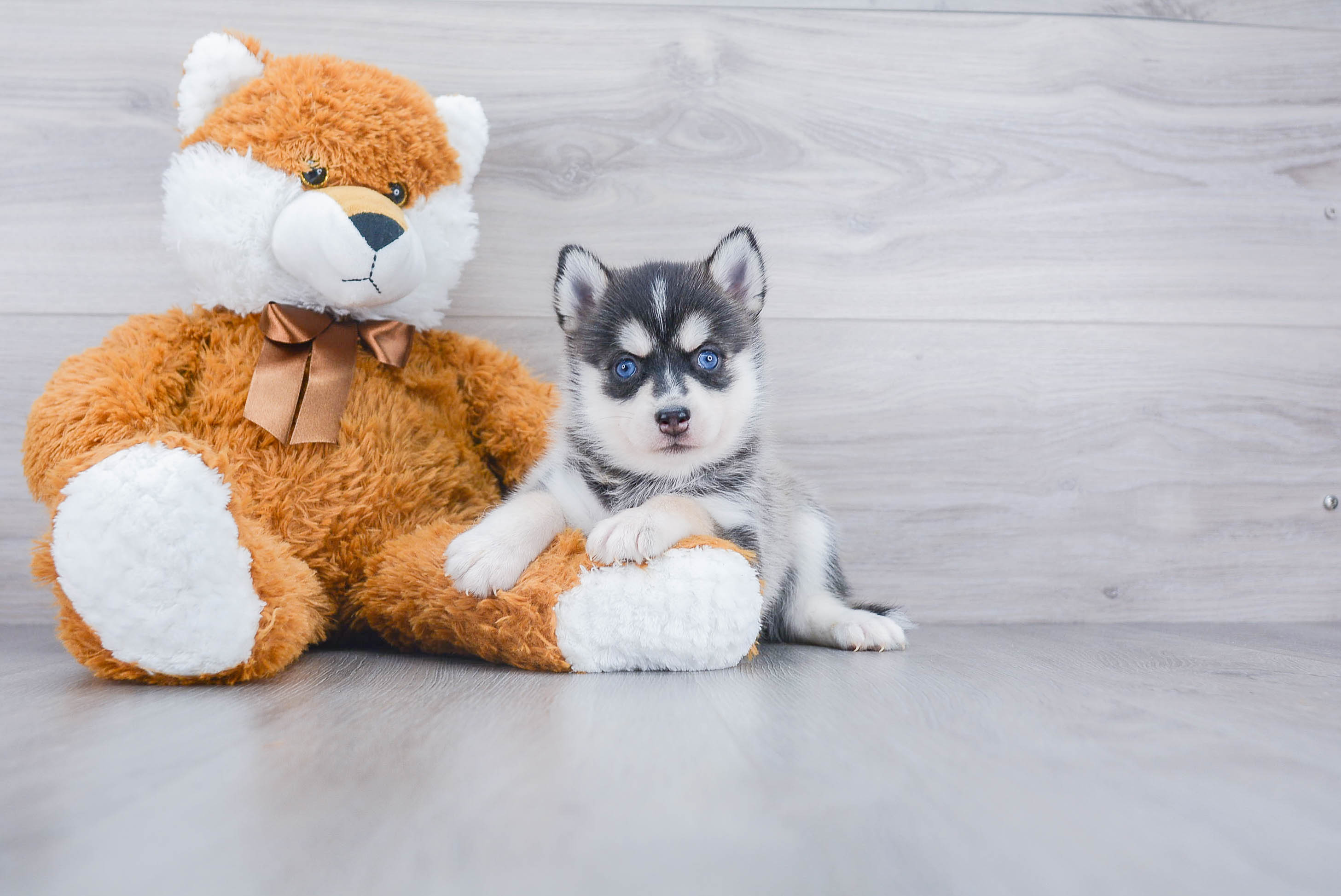 Fluffy Pomsky Designer Pup