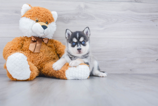 Fluffy Pomsky Designer Pup