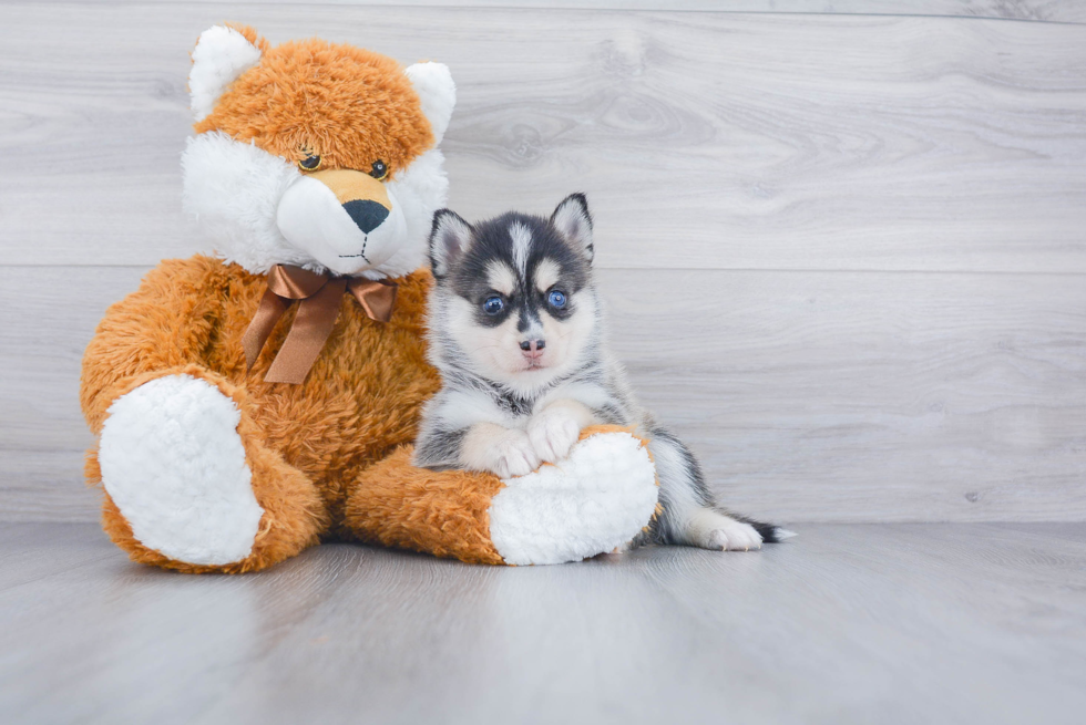 Smart Pomsky Designer Pup