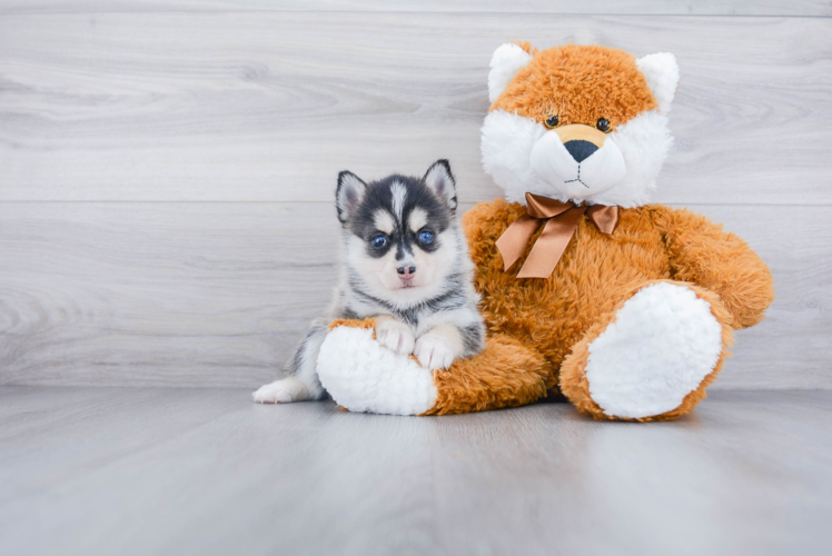 Playful Mini Husky Designer Puppy