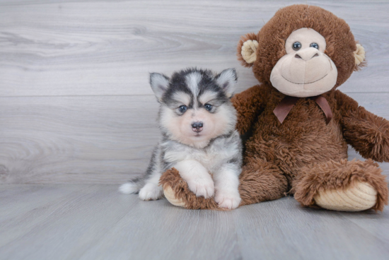 Pomsky Pup Being Cute