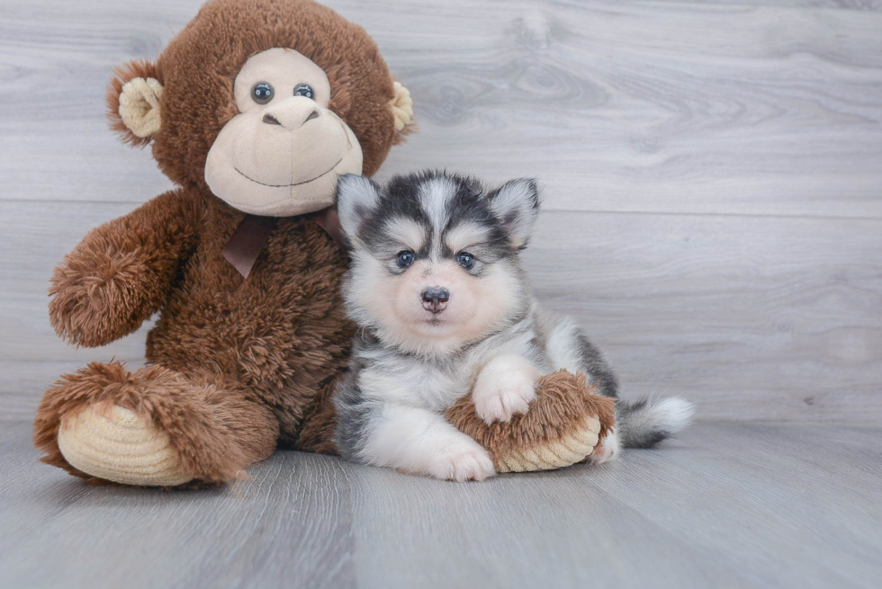 Best Pomsky Baby