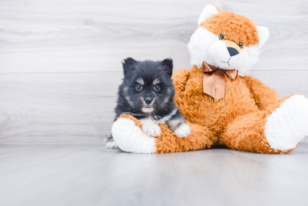 Pomsky Puppy for Adoption