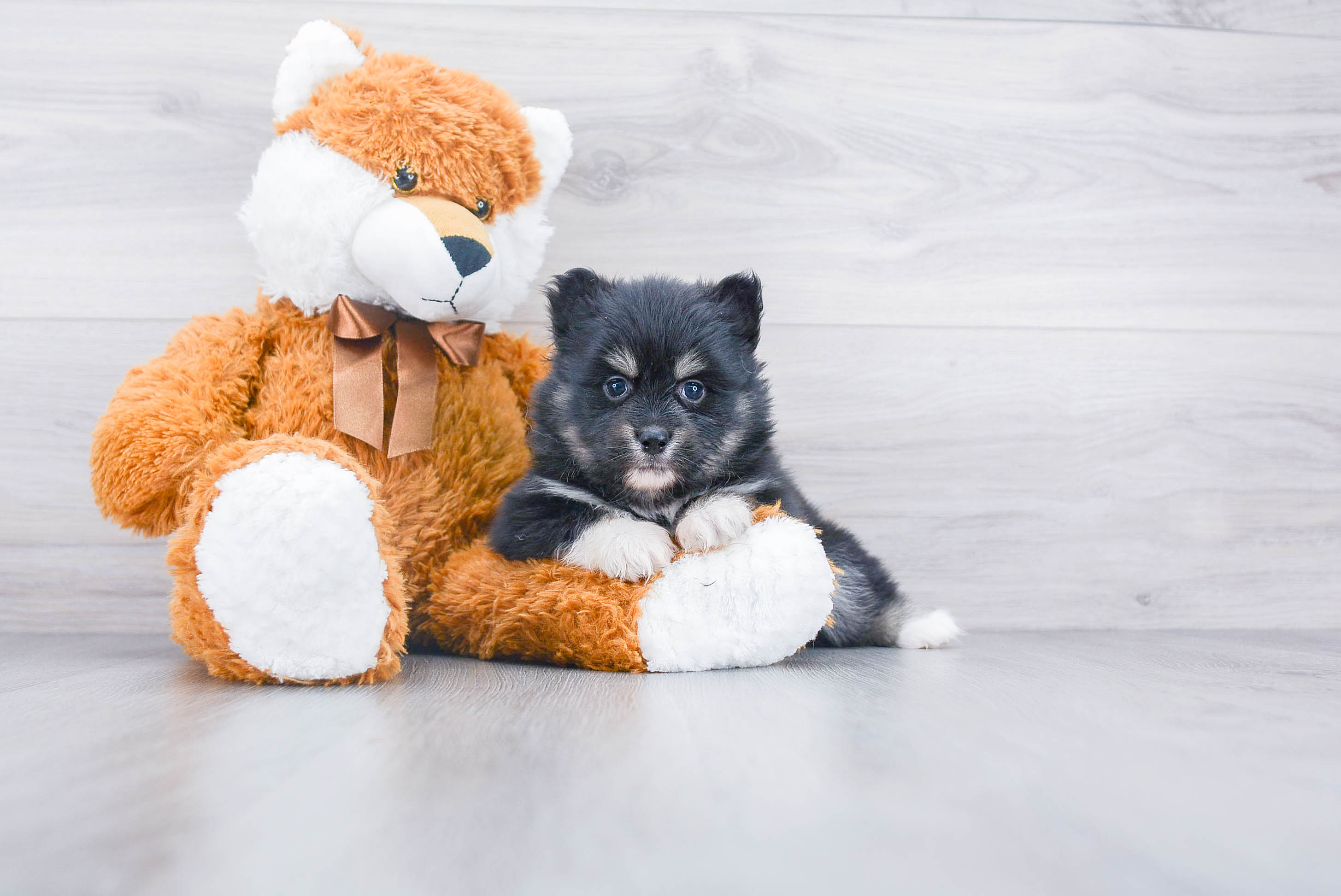 Pomsky Puppy for Adoption