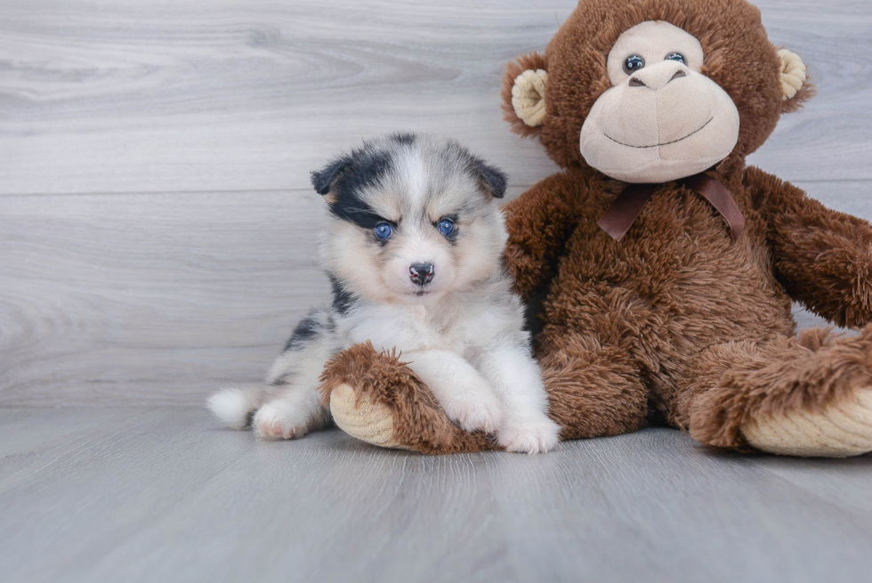 Little Mini Husky Designer Puppy