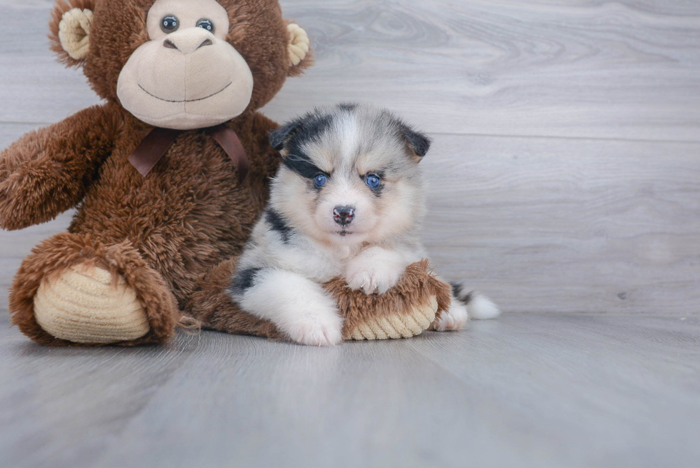 Little Mini Husky Designer Puppy