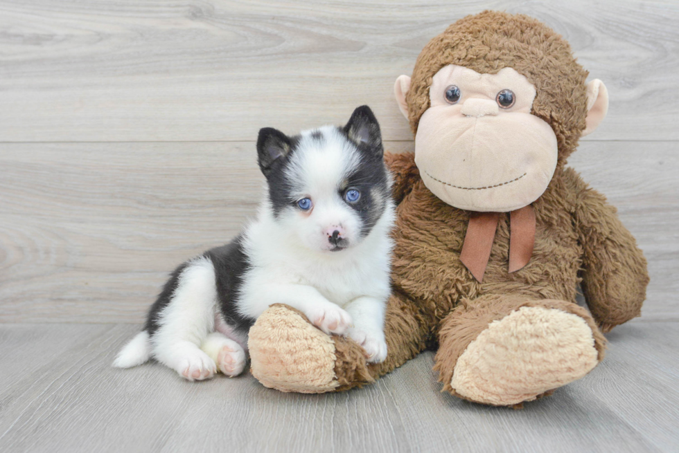 Pomsky Puppy for Adoption