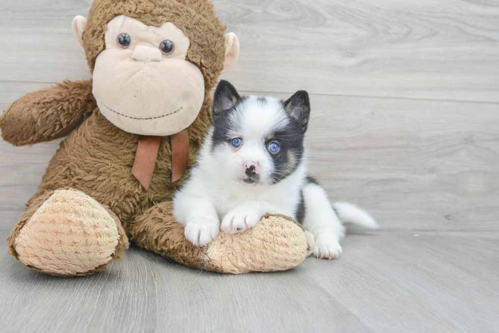 Pomsky Pup Being Cute