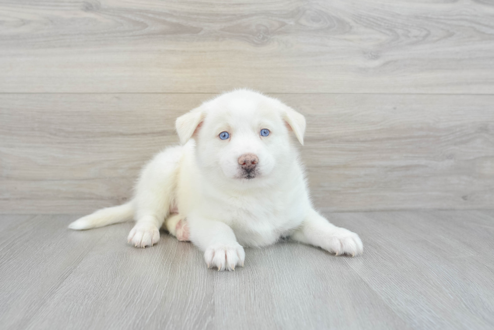 Pomsky Pup Being Cute