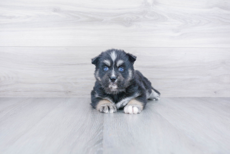 Pomsky Pup Being Cute