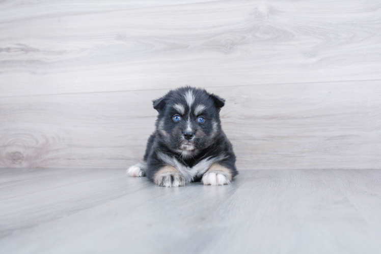 Pomsky Pup Being Cute