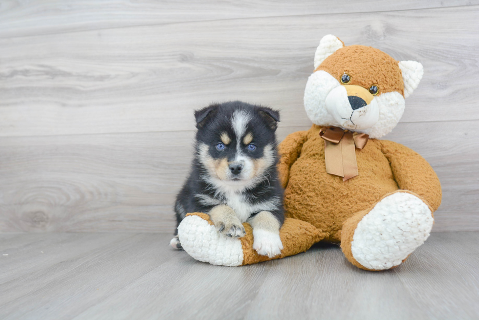 Pomsky Puppy for Adoption