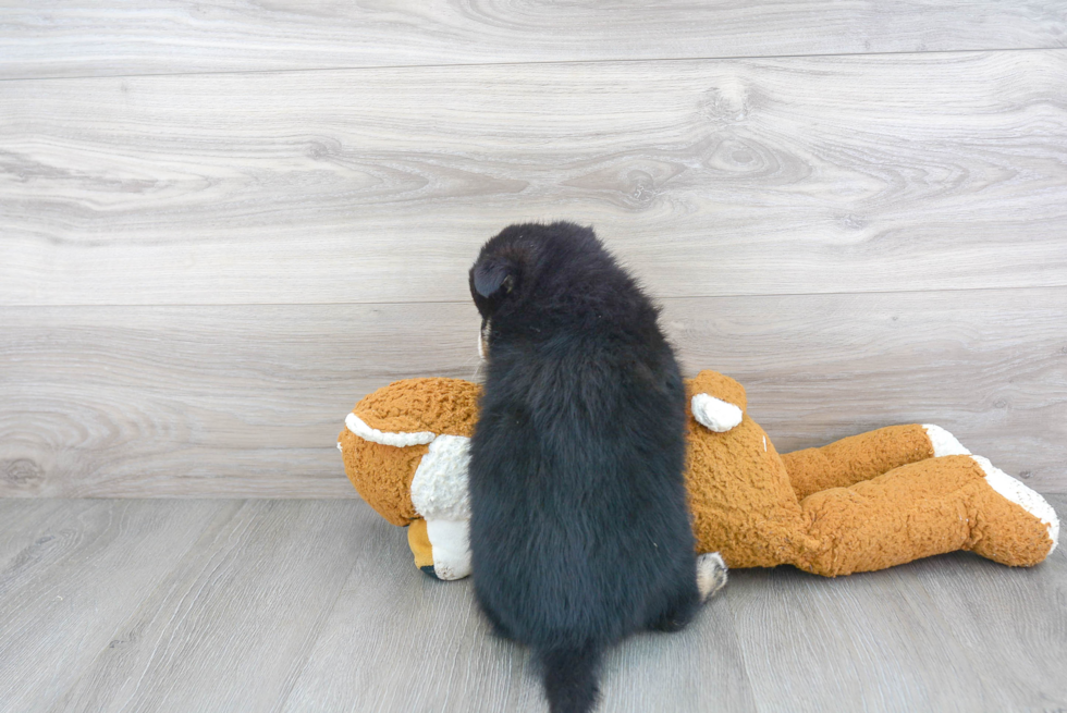 Pomsky Pup Being Cute