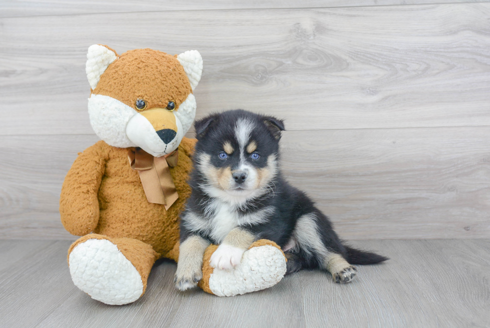 Pomsky Puppy for Adoption