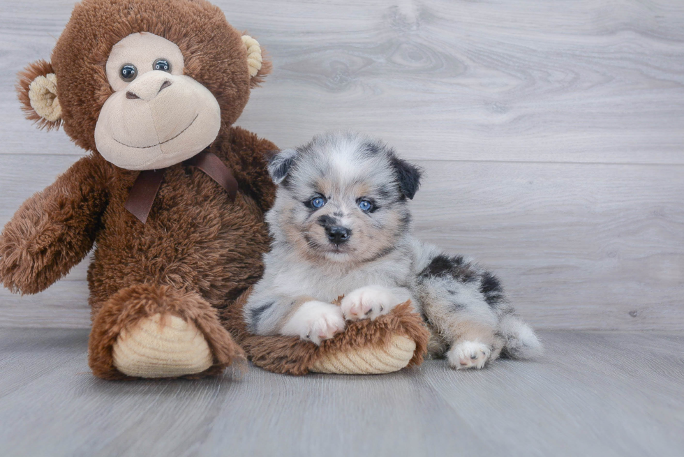 Best Pomsky Baby