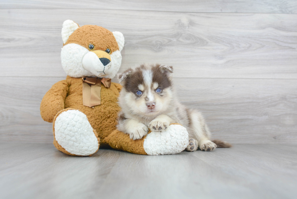 Friendly Pomsky Baby