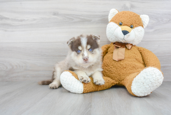 Hypoallergenic Mini Husky Designer Puppy