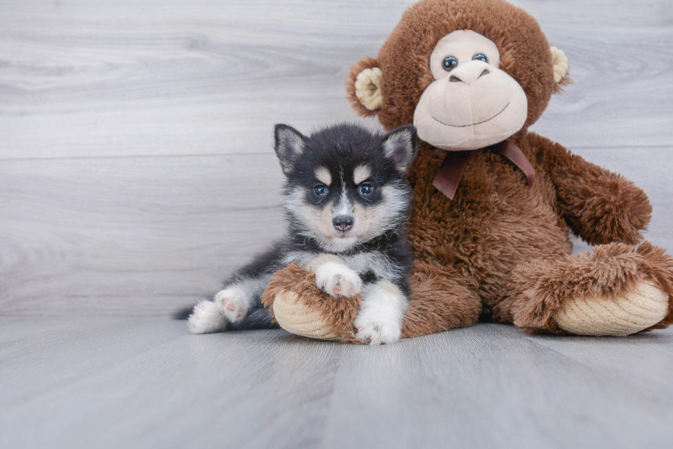 Pomsky Pup Being Cute